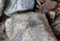 Daddy long-legs spider on rock