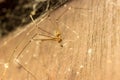 Daddy long legs spiders that eats mosquitoes