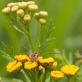 Daddy Long Legs on Tansy Flower Royalty Free Stock Photo