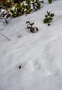 Daddy Longleg Royalty Free Stock Photo