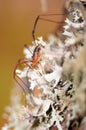 Daddy longleg, or harvestmen (opiliones).