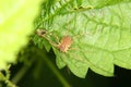 Daddy longleg (Opiliones) Royalty Free Stock Photo