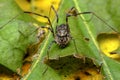 Daddy Longleg Opiliones