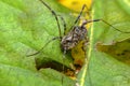 Daddy Longleg Opiliones