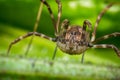 Daddy Longleg Opiliones