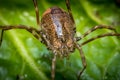 Daddy Longleg Opiliones