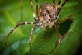 Daddy Longleg Opiliones