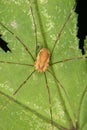 Daddy longleg (Phalangium opilio)