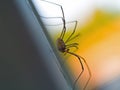 Daddy Longleg Spider Royalty Free Stock Photo