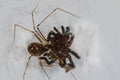 A Daddy Longleg spider overpowers a tarantula.