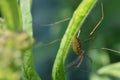 Daddy Longleg spider on Milkweed Royalty Free Stock Photo