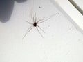 Daddy Longleg on white wall with shadows