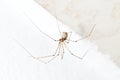 Daddy longlegs Royalty Free Stock Photo