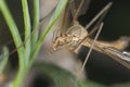 Daddy longlegs, extreme close-up