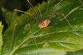 Daddy longlegs (Phalangium opilio) Royalty Free Stock Photo