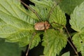 Daddy longlegs (Phalangium opilio)