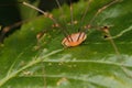 Daddy longlegs (Phalangium opilio) Royalty Free Stock Photo