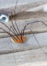 Daddy longlegs on rustic wooden peg Royalty Free Stock Photo
