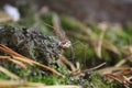 Daddy-longlegs spider in the forest Royalty Free Stock Photo
