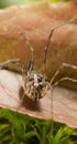 Daddy longlegs spider on leaf Royalty Free Stock Photo