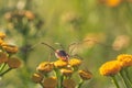 Daddy Longlegs Spider Royalty Free Stock Photo