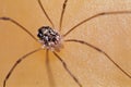 Daddy Longlegs Spider Portrait Royalty Free Stock Photo