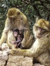 Daddy monkey, mommy monkey and her baby