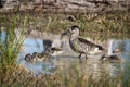 Daddy Pink-eared Duck protecting his Ducklings