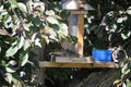 Daddy sparrow feeds baby