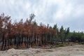 Dadia forest reborn from fire
