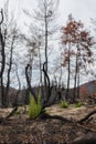 Dadia forest Restoration and Regrowth After Wildfire