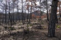 Dadia forest Restoration and Regrowth After Wildfire