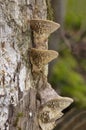 Daedalea quercina is a species of mushroom commonly known as the oak mazegill or maze-gill fungus