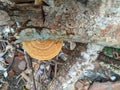 Daedaleopsis confragosa, commonly known as thin-walled labyrinth polypore or blushing bracket, clings to tree branches Royalty Free Stock Photo