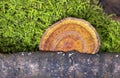 Daedaleopsis confragosa, commonly known as the thin walled maze polypore or the blushing bracket