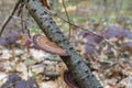 Daedaleopsis confragosa, the thin walled maze polypore or the blushing bracket grows on fallen tree branch