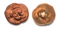 Daedaleopsis confragosa fungus