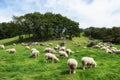 Daegwallyeong sheep farm