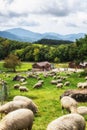 Daegwallyeong sheep farm