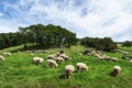 Daegwallyeong sheep farm