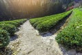 Daehandawon Green tea plantation in Boseong,South Korea Royalty Free Stock Photo