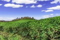 Daehandawon Green tea plantation in Boseong,South Korea Royalty Free Stock Photo