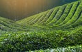 Daehandawon Green tea plantation in Boseong,South Korea Royalty Free Stock Photo