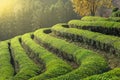 Daehandawon Green tea plantation in Boseong,South Korea Royalty Free Stock Photo