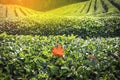 Daehandawon Green tea plantation in Boseong,South Korea Royalty Free Stock Photo