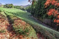 Daehandawon Green tea plantation in Boseong,South Korea Royalty Free Stock Photo