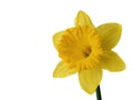 Daffodil Royalty Free Stock Photo