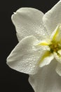 Daffodil Royalty Free Stock Photo