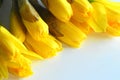 Daffodil Royalty Free Stock Photo
