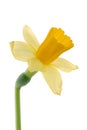 Daffodil